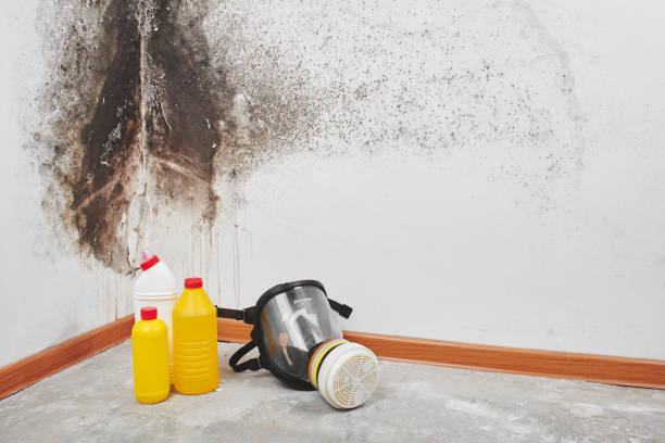 Reliable West Point, MS Mold Removal Solutions