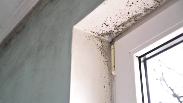 Best Mold Cleaning Services  in West Point, MS