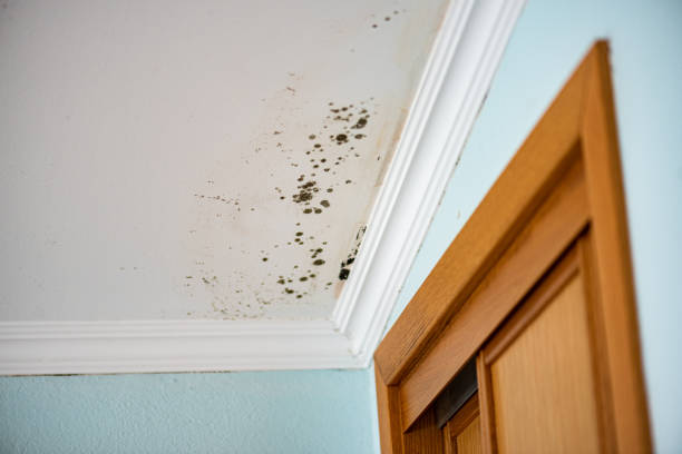 Best Mold Remediation  in West Point, MS