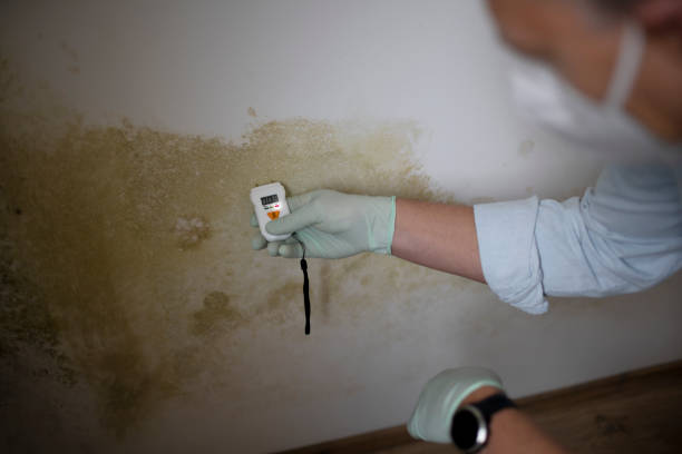 Home Mold Removal in West Point, MS