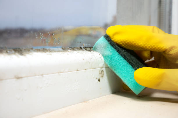 Best Home Mold Removal  in West Point, MS
