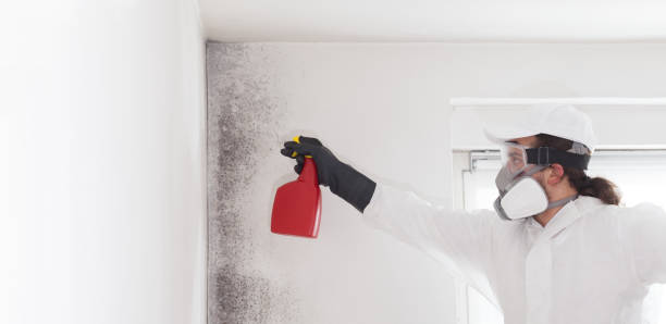 Best Certified Mold Removal  in West Point, MS