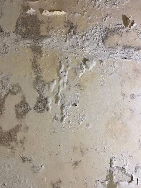 Best Residential Mold Removal  in West Point, MS