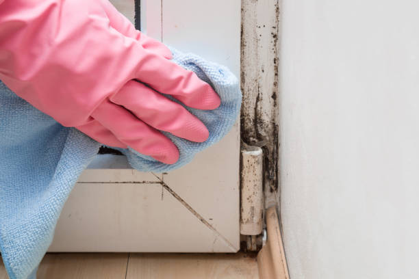 Best Affordable Mold Removal  in West Point, MS