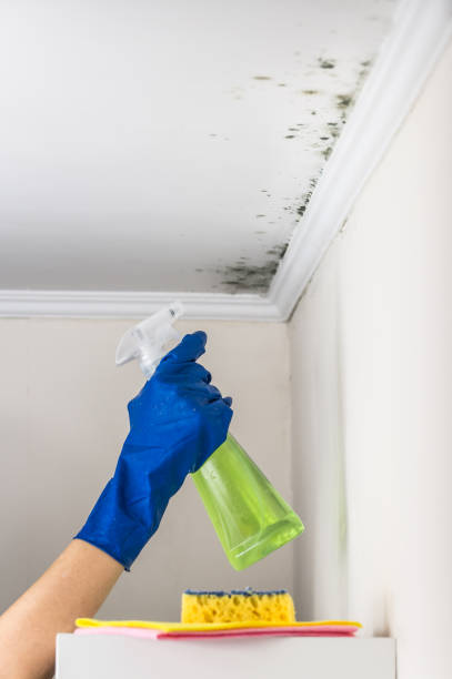 Best Fast Mold Removal  in West Point, MS