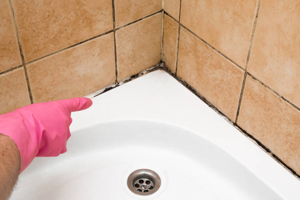 Best Commercial Mold Removal  in West Point, MS